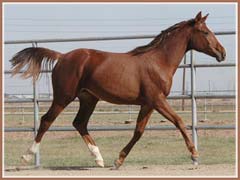Trakehner filly for sale by Bel Espace Go