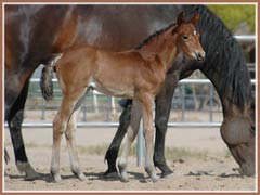 Talara, 2 weeks old