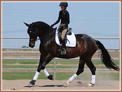 Valkyree, Trakehner mare for sale by Kostolany