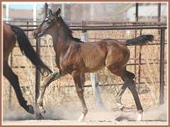 Valkyree at 2.5 months old