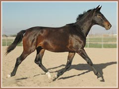 Valkyree, Trakehner filly by Kostolany