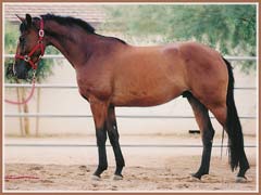 Valor, Trakehner gelding by Kaspareit